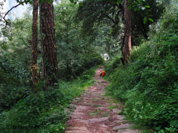 Trekking trail to Madhyamaheshwar