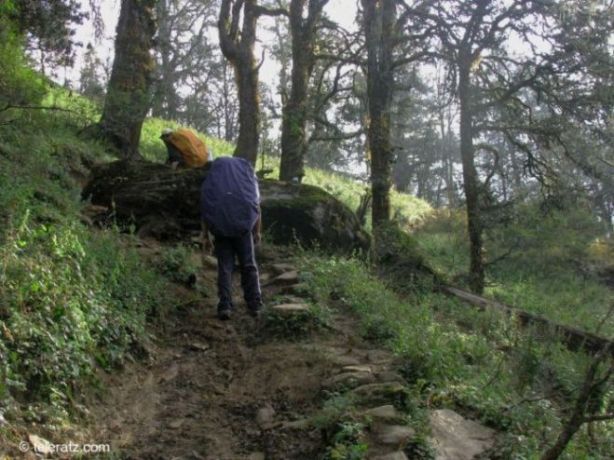 Path through the age old forest above Madhyamaheshwar