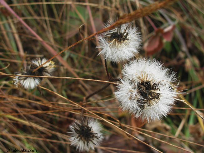 Himalayan wildflowers