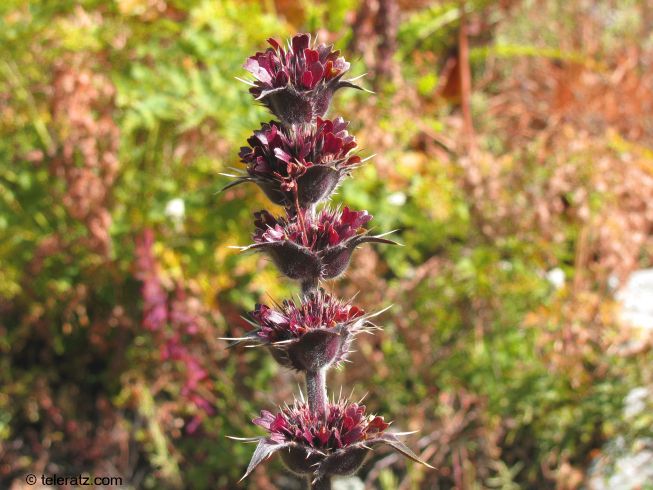 Gorgeous Himalayan wildflowers
