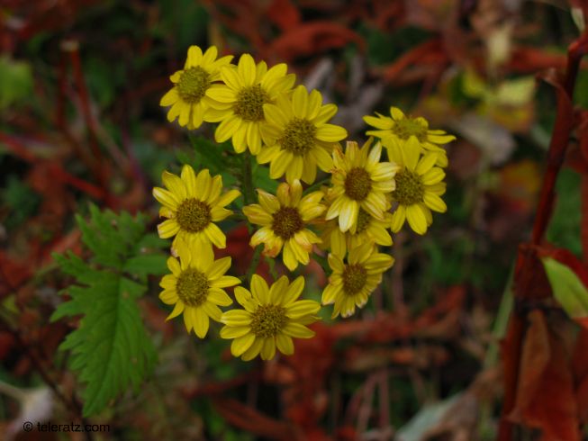Himalayan wildflowers-Cheerful Senecio

