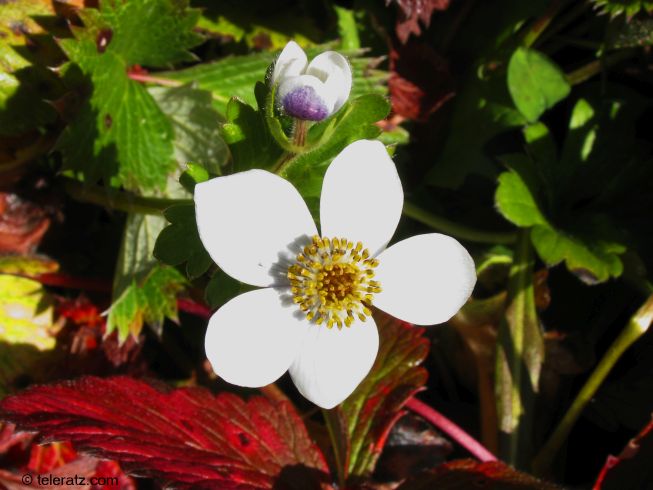 A Himalayan high-altitude flower