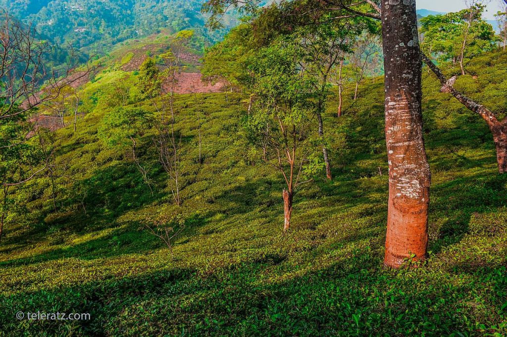 A tea garden in North Bengal