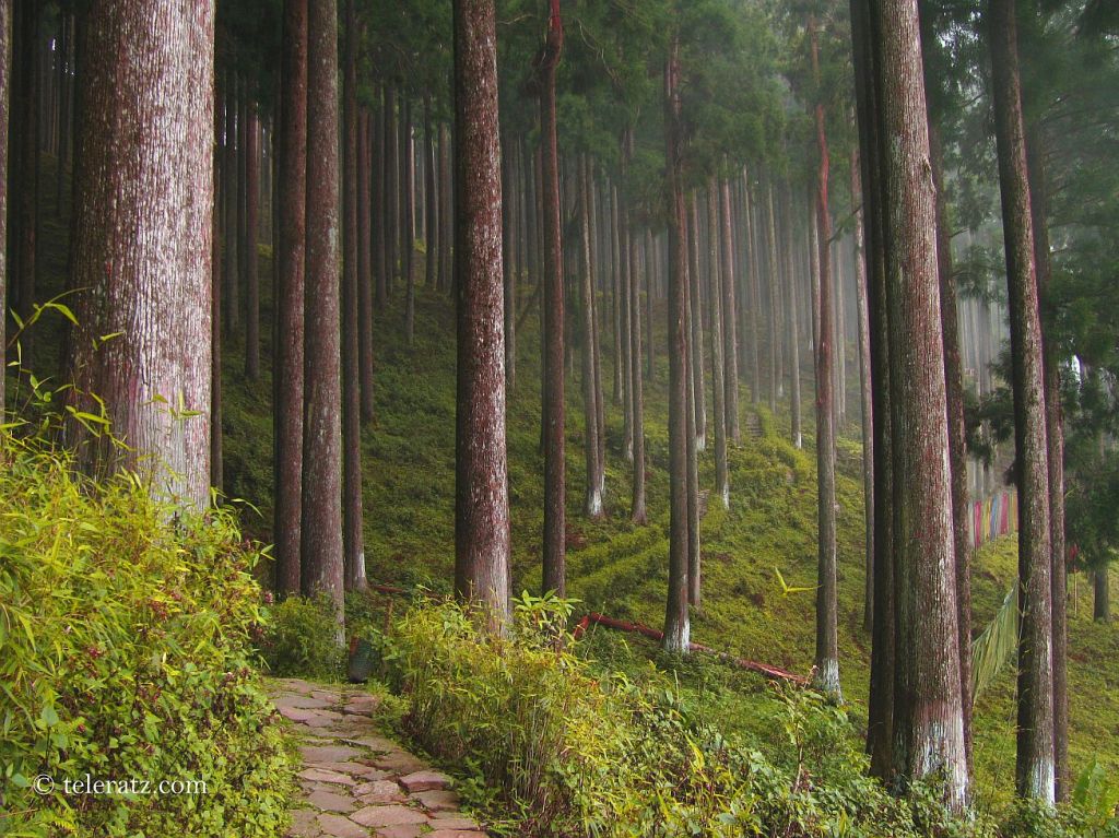 Dense Pine forests North Bengal