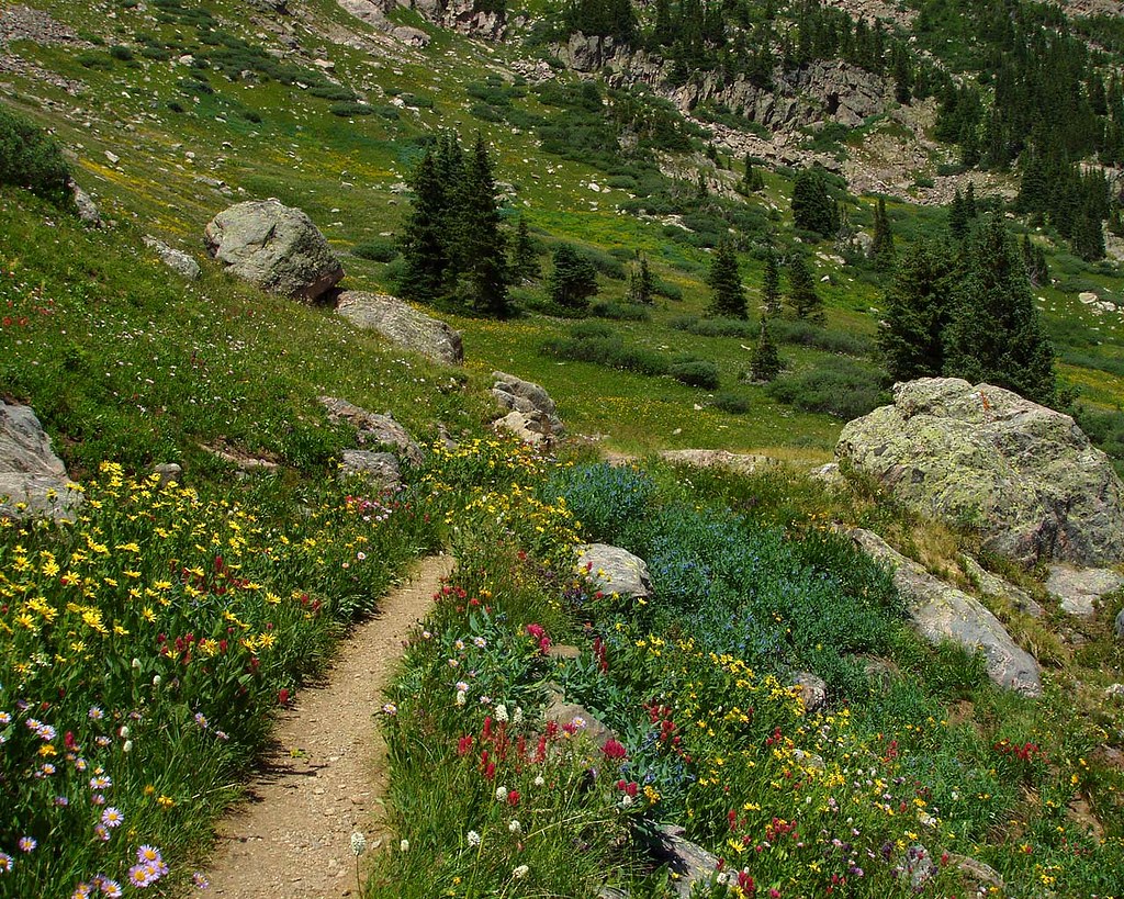 Wildflower trails near vail mountain