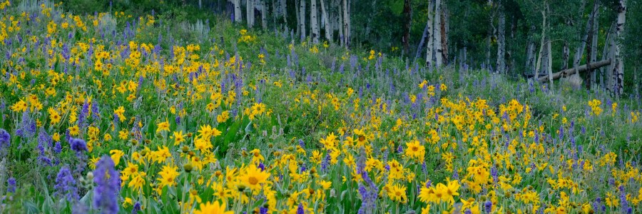 wildflower-hikes- near-Vail