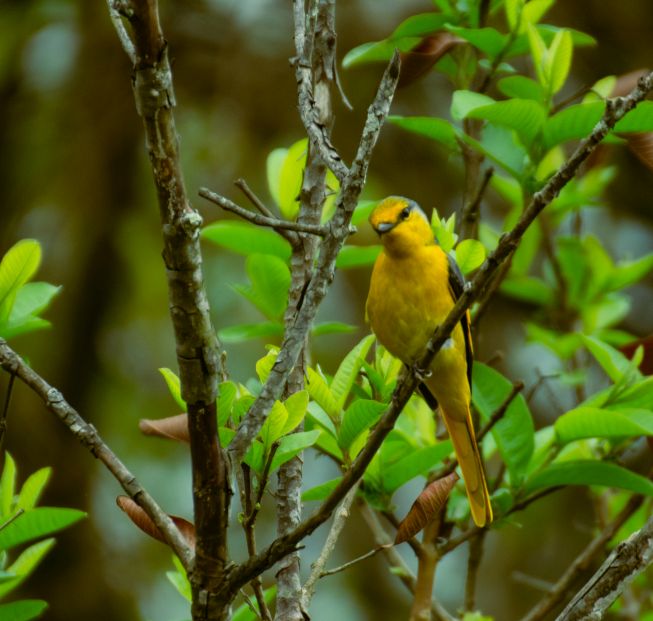 Birding in Sikkim