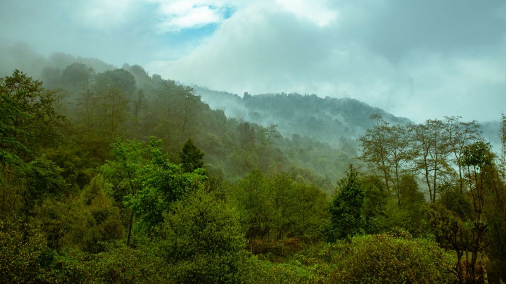 Clouds over forest Sikkim off beat tour