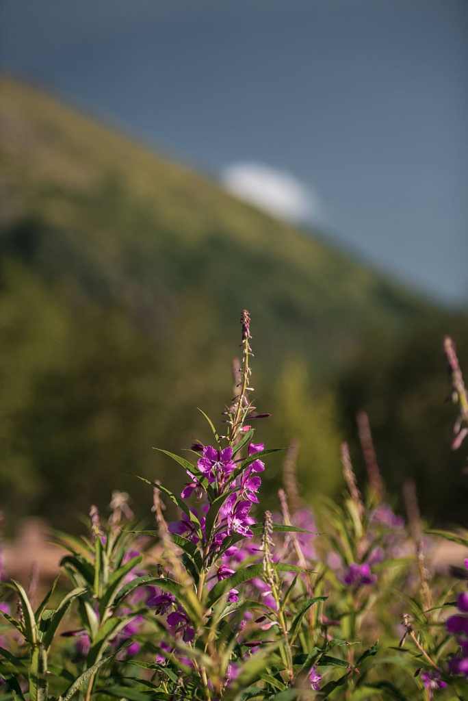 Vail Mountain wildflowers