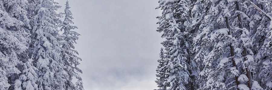 Vail Mountain skiing trails